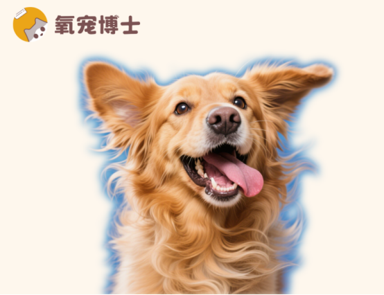 狗狗总是甩头甩耳朵？别大意，警惕这几种疾病！