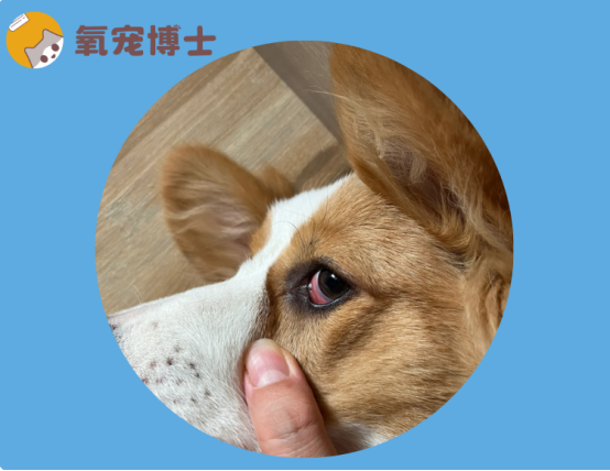 狗狗眼睛發紅有眼屎怎麼辦？別瞎治！一文教你正確處理