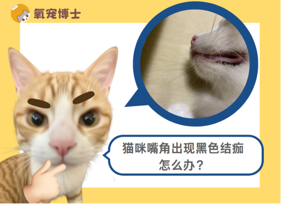 猫咪嘴角出现黑色结痂，铲屎官该如何应对？