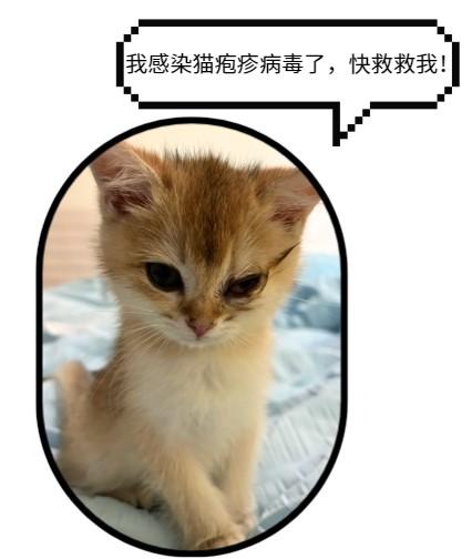 幼猫感染猫疱疹病毒怎么治？