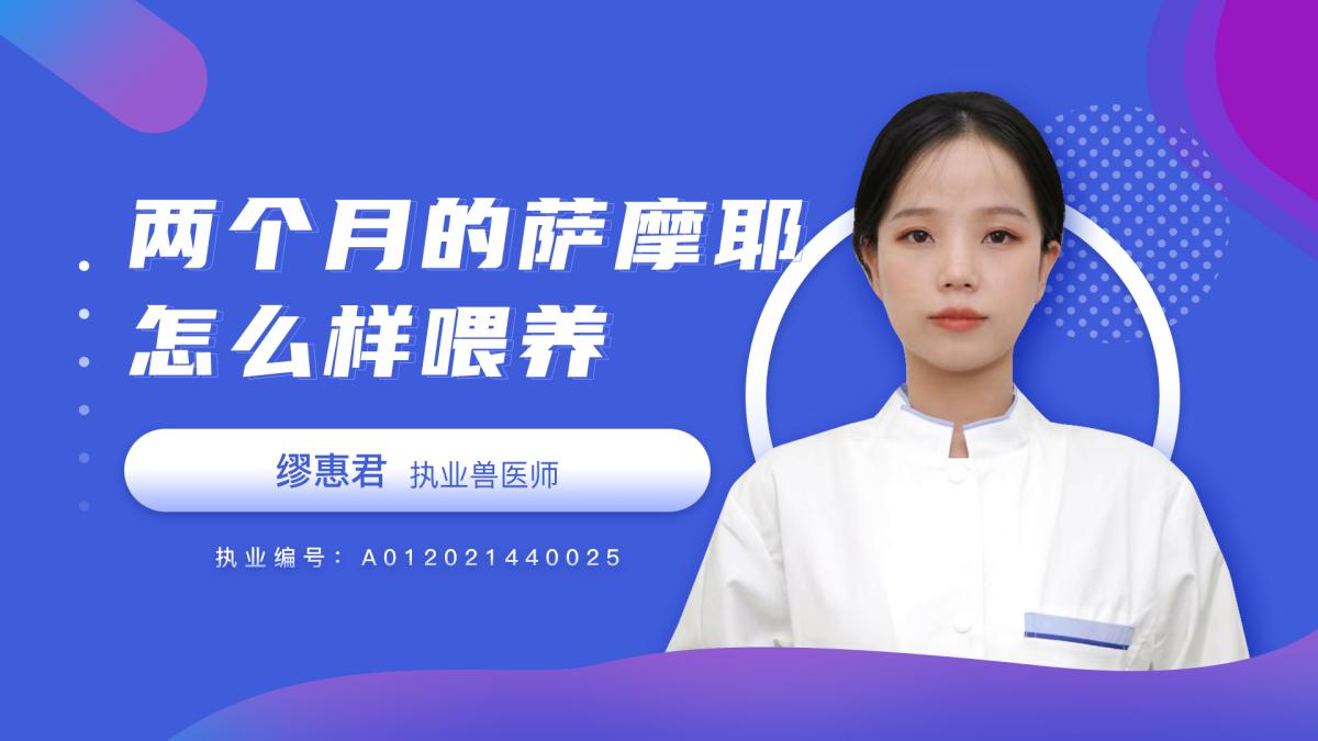 两个月的萨摩耶怎么样喂养？