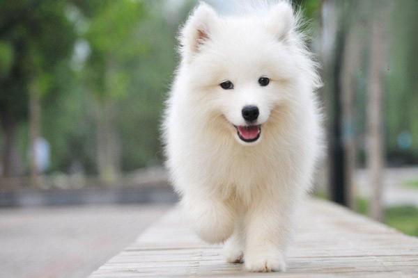 小白狗是什么品种狗