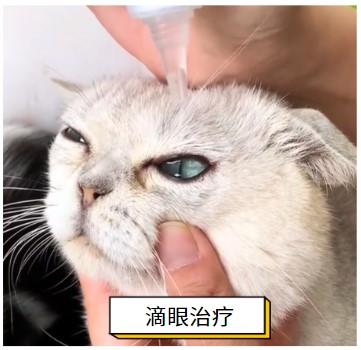 猫奴必看！治疗猫鼻支的“秘密武器”大揭秘