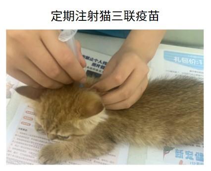 猫鼻支不再烦恼：一文教你如何根治