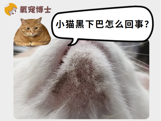 铲屎官必看！小猫黑下巴的真相与护理秘籍