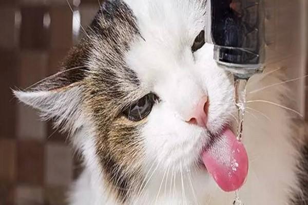 猫喝水，猫咪每天大概要喝多少水