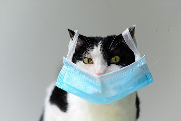 猫鼻支预防