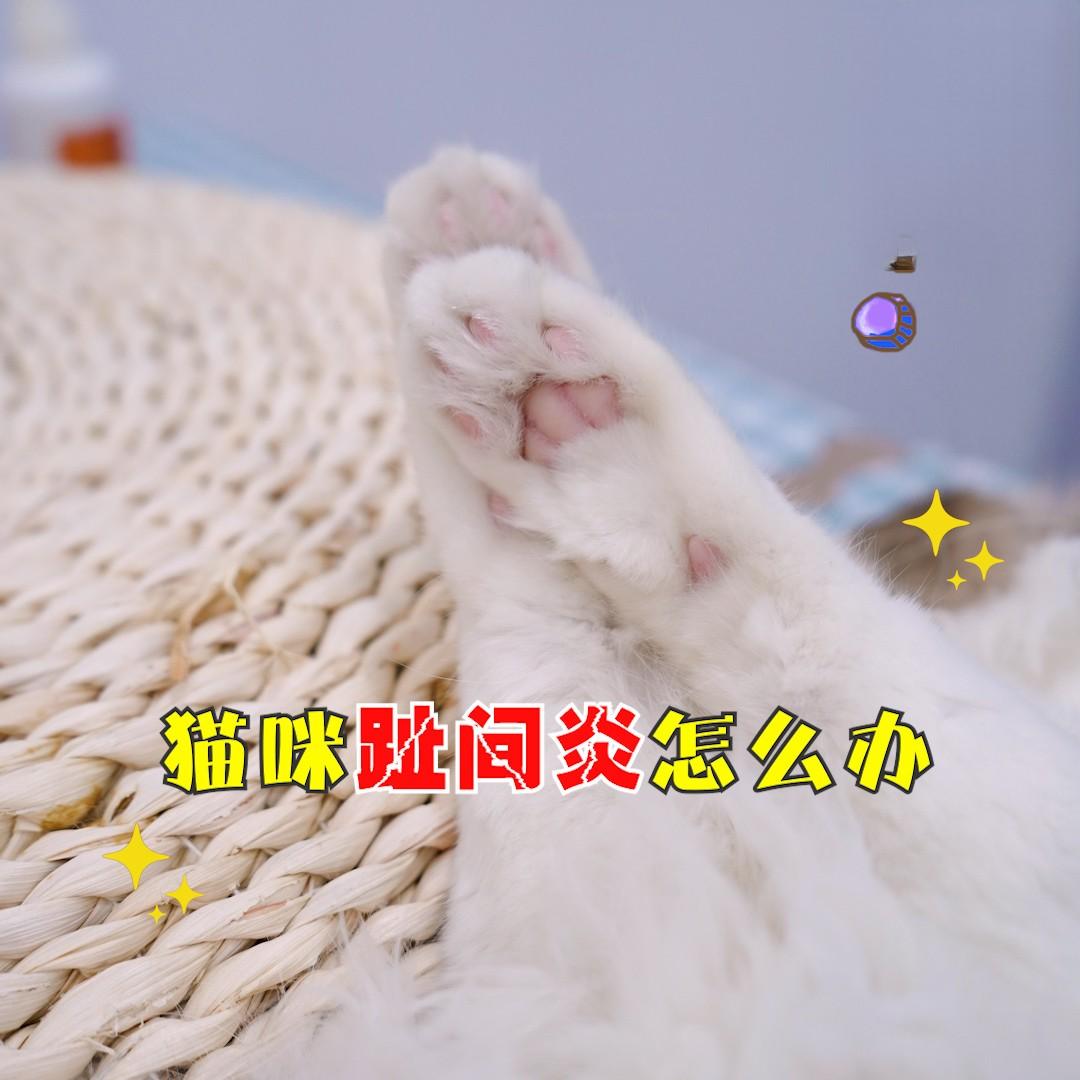 猫咪得了趾间炎怎么办