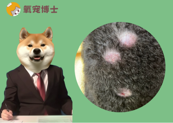 狗癣怎么治用什么药最有效？