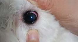 狗眼睛发炎用什么药水