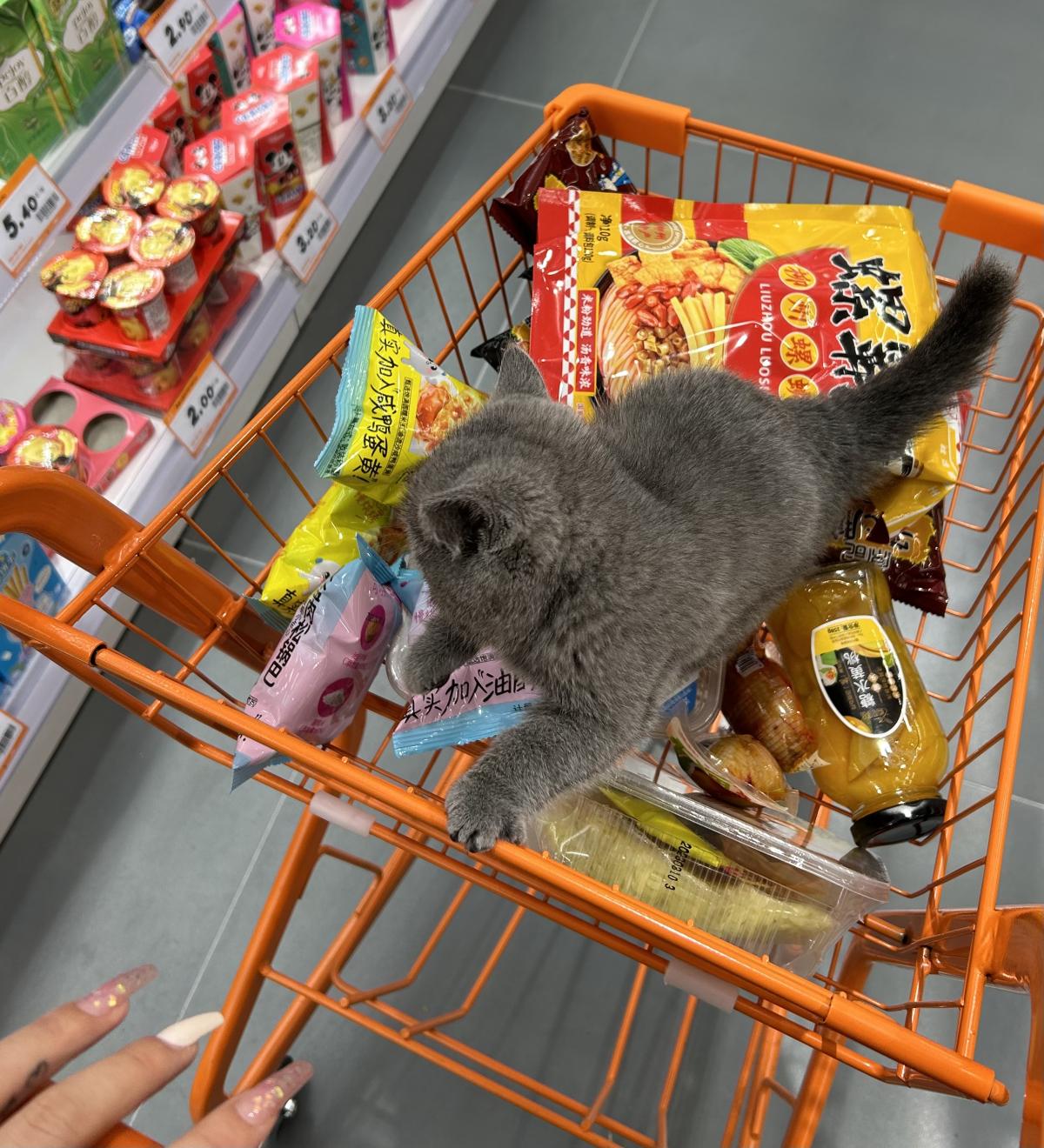 小猫买零食