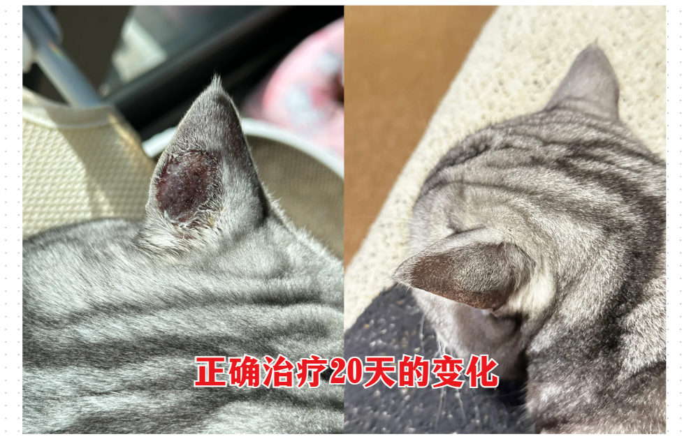 猫癣治疗过程