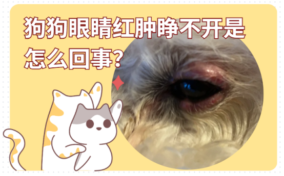 狗狗眼睛红肿睁不开是怎么回事？