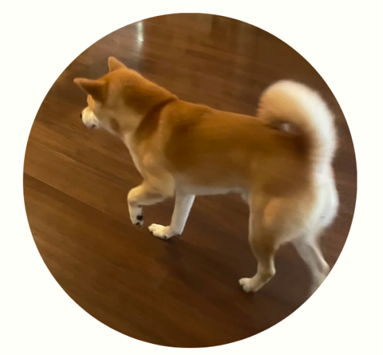 狗狗假装腿瘸