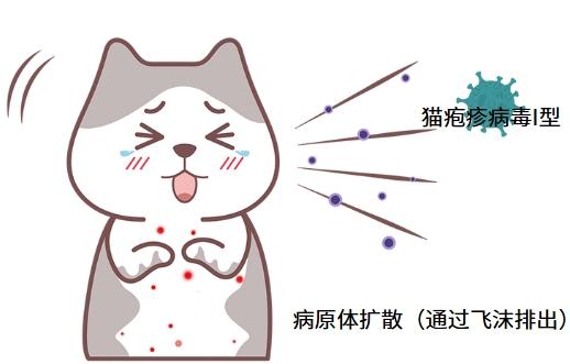 宠物猫感染猫鼻支：症状详解与应对指南