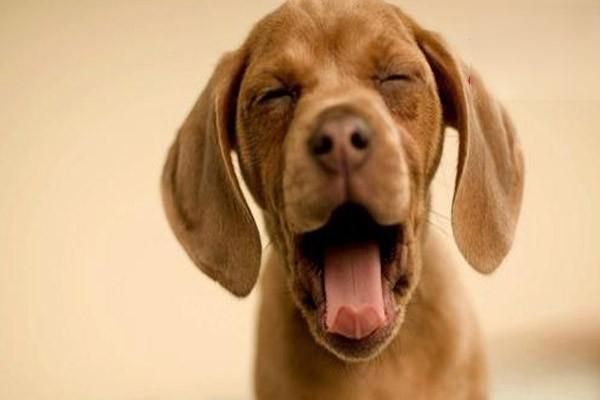 狗狗咳嗽吐白沫是什么原因，怎么处理？