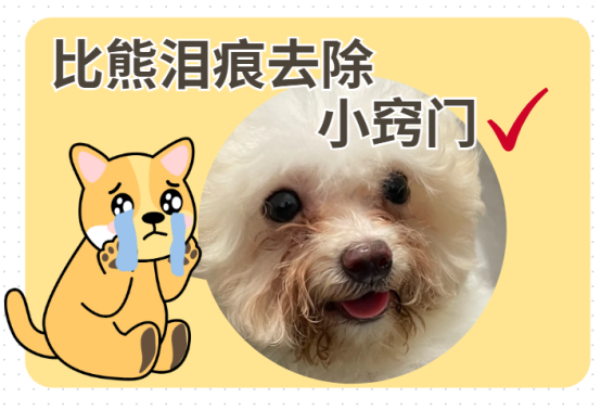 比熊淚痕怎么去除？
