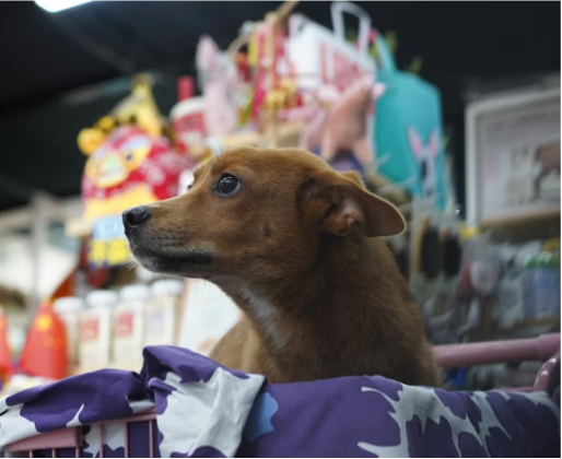 狗狗辅酶Q10排名有哪些？