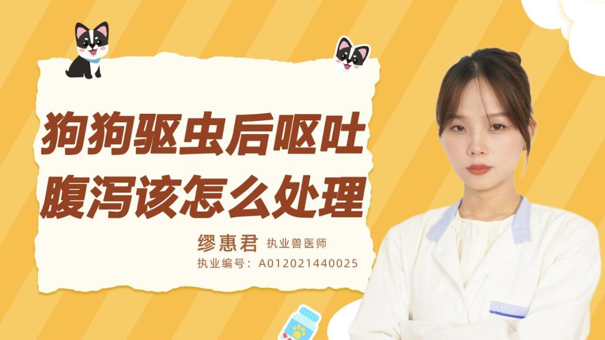 狗驱虫后呕吐、腹泻该怎么处理？