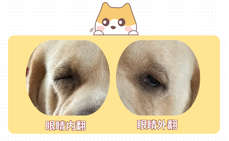 狗狗眼睛有眼屎流眼泪怎么办？