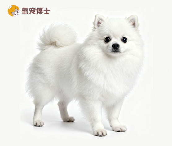 新手想养博美犬？先看完这篇科普