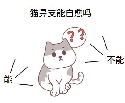 猫鼻支自愈，真的可能吗？