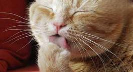 猫吐黄水一天几次怎么治疗？