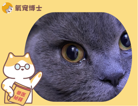 猫咪一只眼流泪一只不流