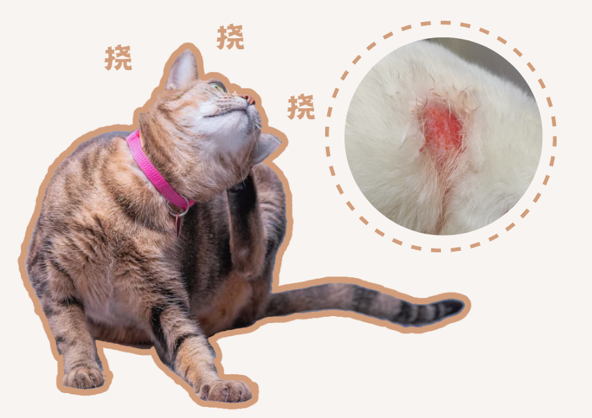 猫咪皮肤过敏怎么治？身上都快挠烂啦！