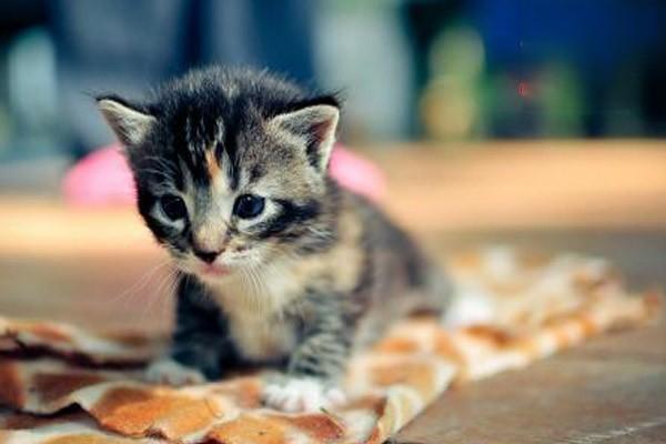 猫打呼噜蹬腿是疾病的信号？