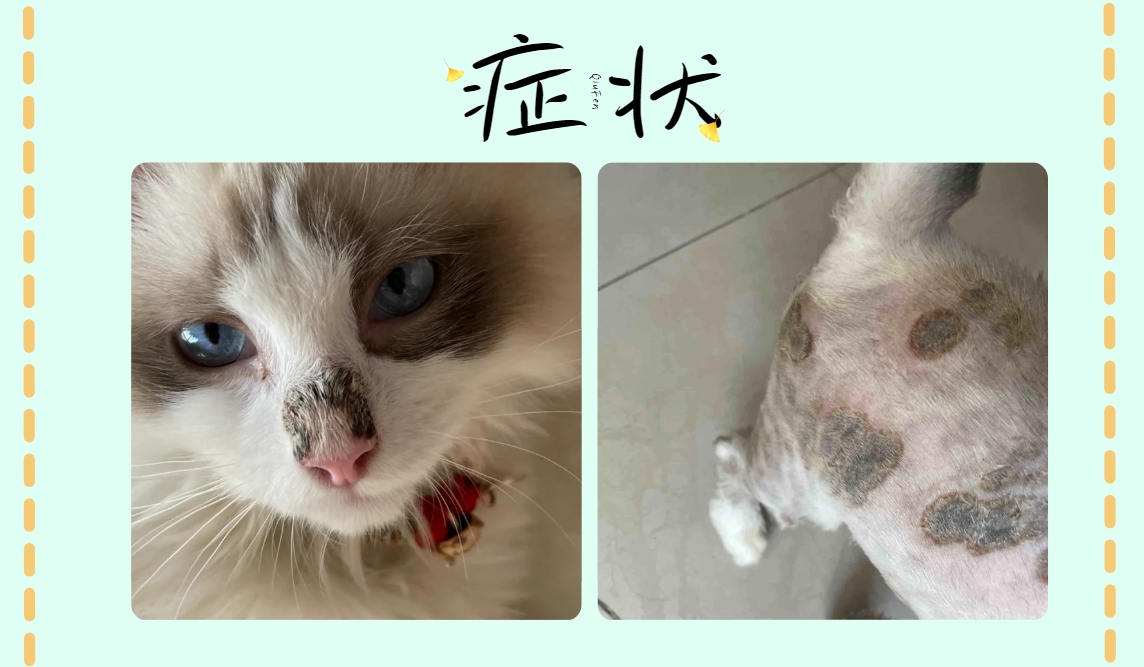 猫癣症状图片