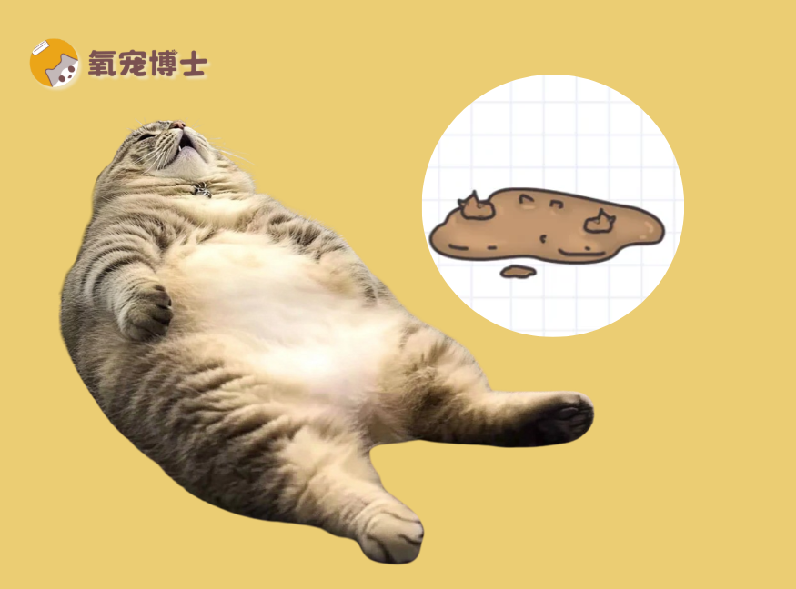 貓咪長期拉稀？不隻是腸胃不好那麼簡單
