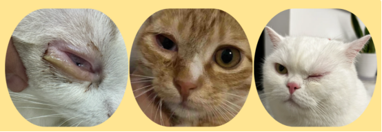猫咪眼睛有黄褐色分泌物