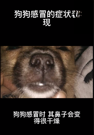 狗狗感冒之后的症状