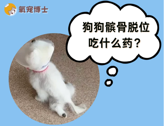 小型犬必看！狗狗髌骨脱位吃什么药？