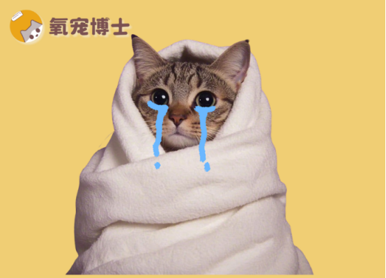 乱用药=投毒？猫咪感冒了用什么药好？