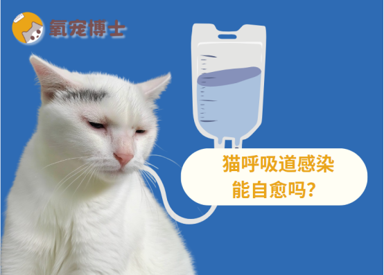 猫呼吸道感染：自愈是小概率，科学治疗才是关键