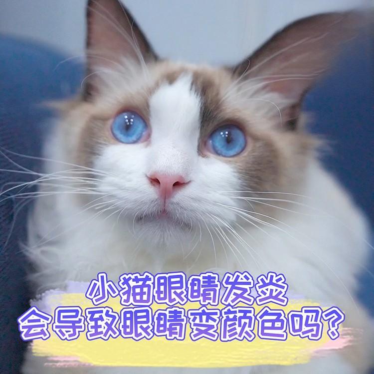 猫咪眼睛发炎会导致眼睛变色吗？