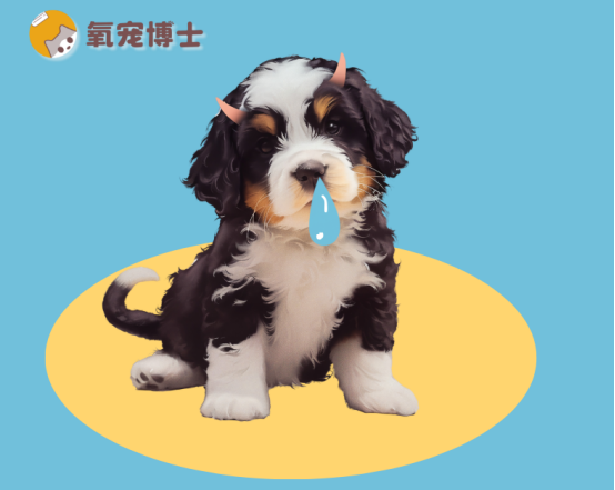 2个月狗狗流鼻涕了怎么办？别慌！这份应急指南请收好