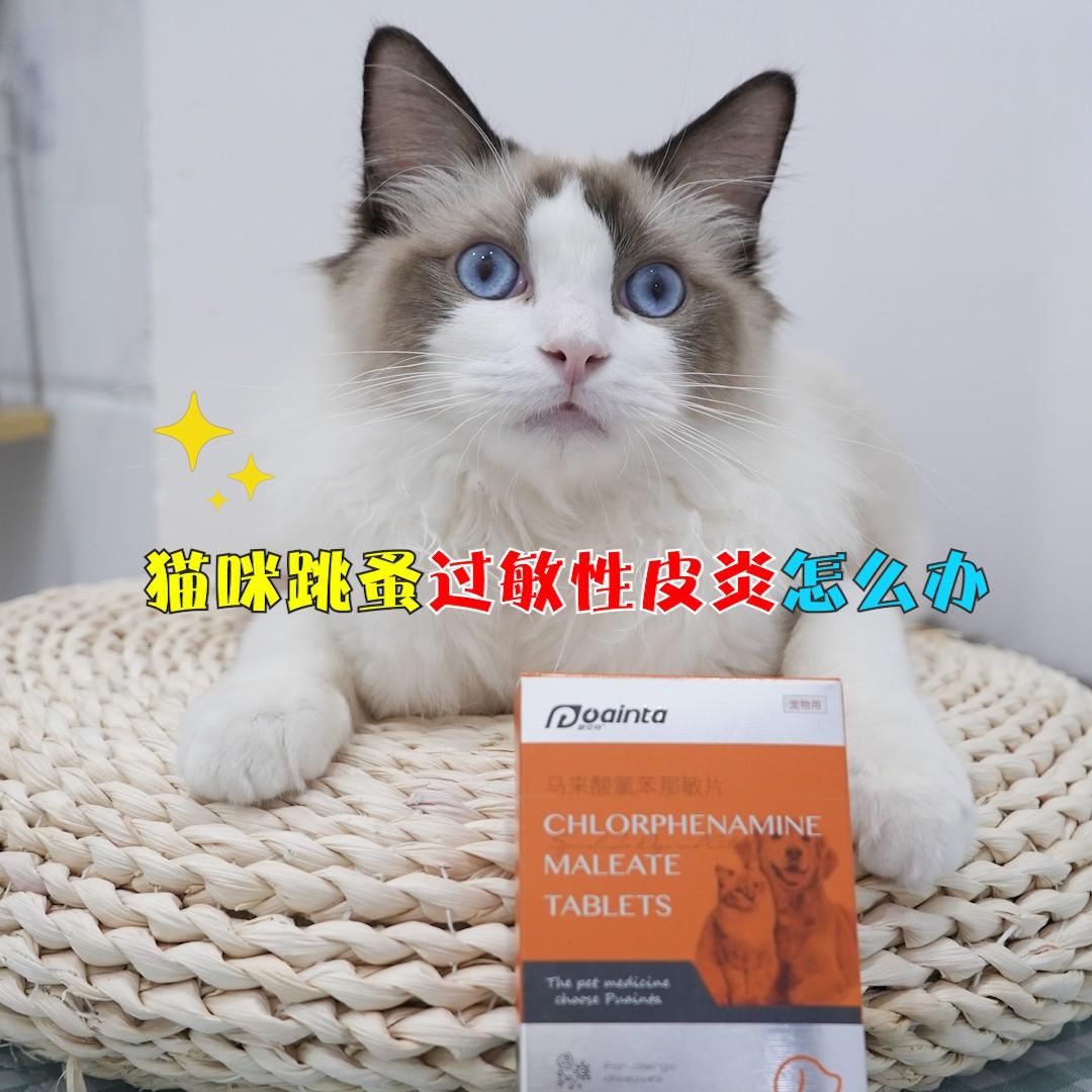 猫咪跳蚤过敏性皮炎怎么办