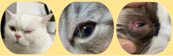 宠物猫眼睛发炎的症状