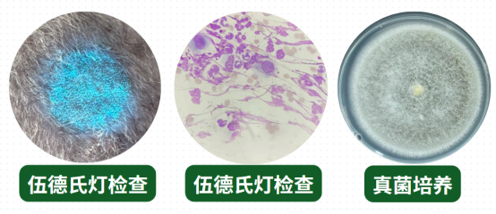 猫癣怎么诊断