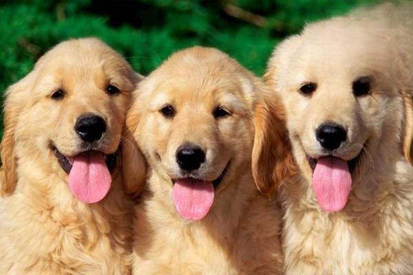 狗狗细菌感染，狗的舌头有细菌吗