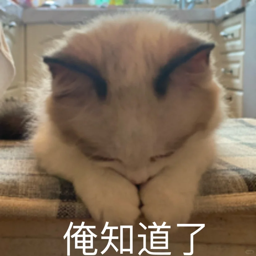 2个月小猫得了猫癣