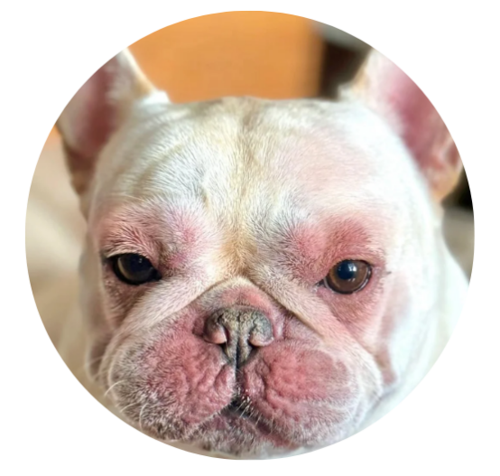 狗狗过敏的症状