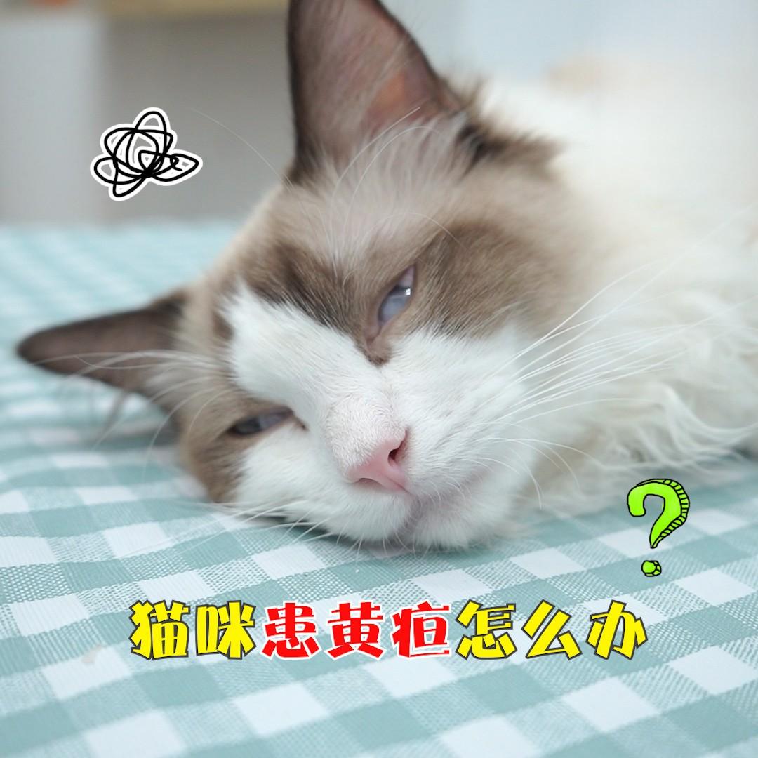 猫咪患上黄疸怎么办