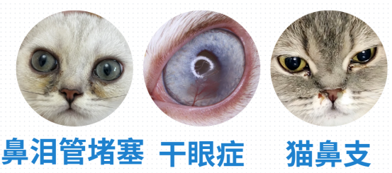 小猫有眼屎是怎么回事？