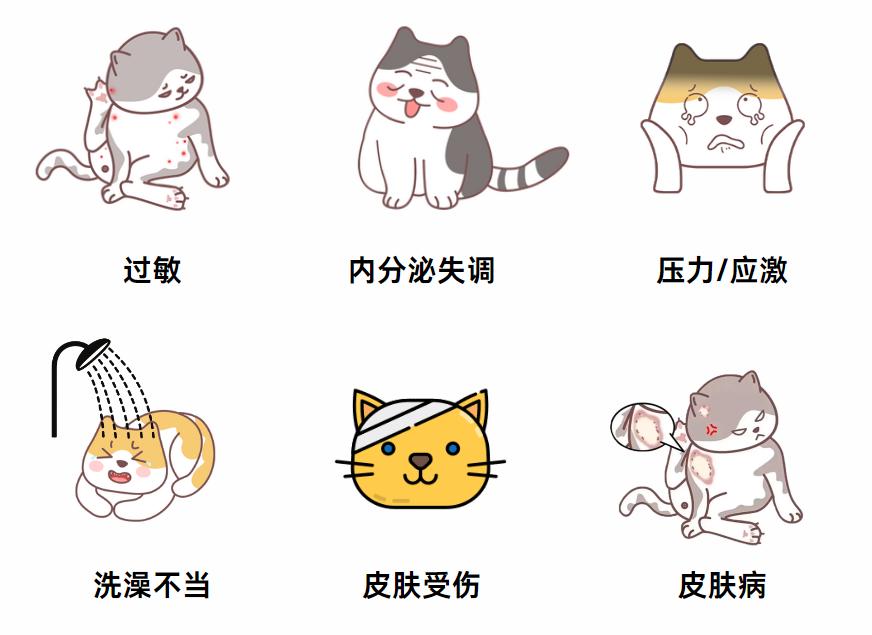 猫掉了一块毛是怎么回事？