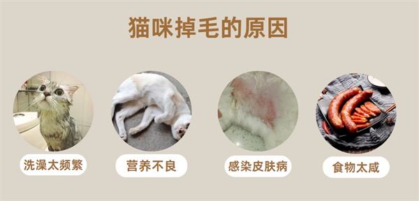 猫掉毛的原因