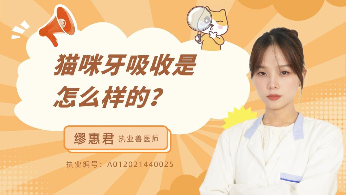 猫咪牙吸收是怎么样的？